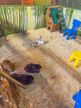 rabbits in the aviary of a public park. photo