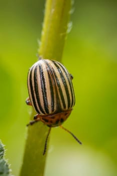 A close up image showing a black and white insect on a plant, possibly a pest, captured in macro photography, featuring an arthropod on a terrestrial plant
