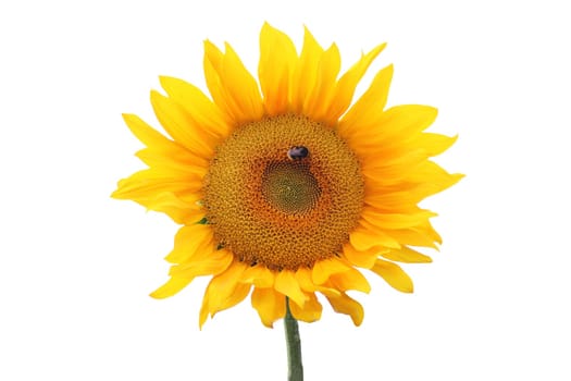 Ripe sunflower on a white isolated background.