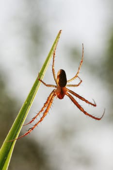 A small spider caught its paws on a large blade of grass, macro photo, bokeh.