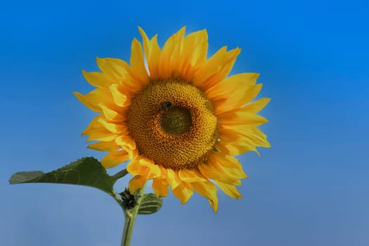 Beautiful flower - sunflower, against the background of a clear blue sky.