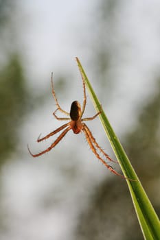 Vertical photo of a spider hanging on a green blade of grass, macro photo.