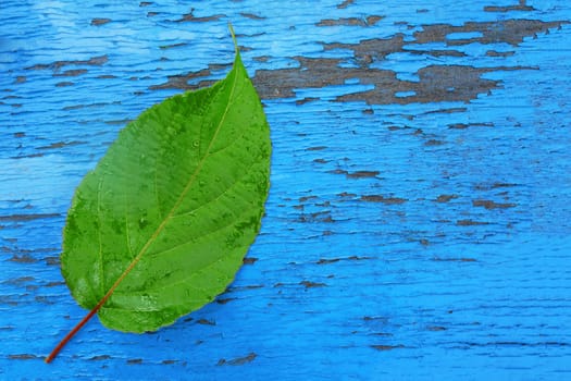 A fresh green leaf lies on a wooden board with scuffed blue paint.
