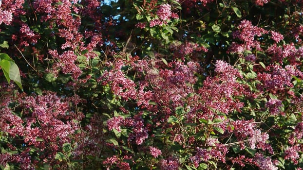 ilac syringa flowers in the garden. Blossoming Syringa vulgaris