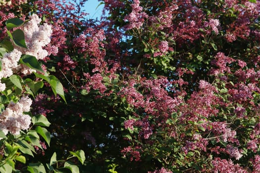 Blossom White And Violet Lilac Flowers Against Blurred Greenery Background. Bushes of white and red, lilac. Blossoming Syringa vulgaris.