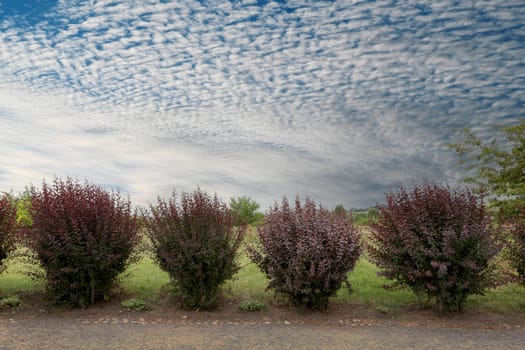 Six red bushes near the road against the green nature of the white sky.