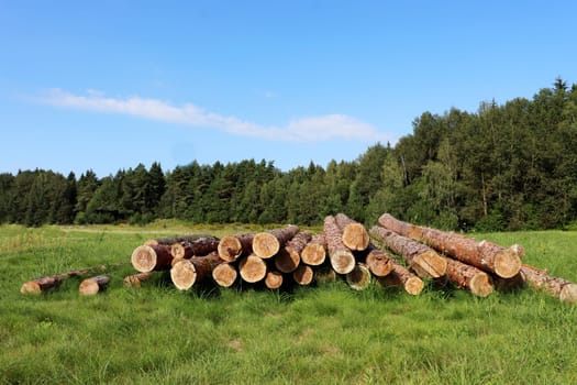 Sawn pine logs lie on the grass against the background of a green forest and sky. Wood cutting in forest.