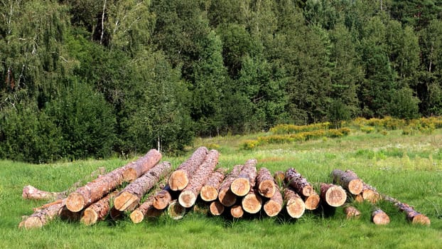 Wood cutting in forest. Pile, stack of many sawn tree logs. Log trunks are stacked.
