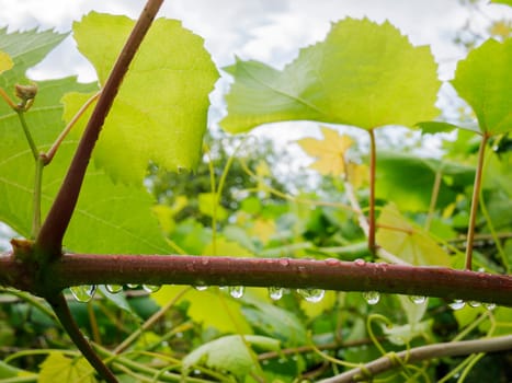A thick stem from a grapevine with large drops of water on it, leaves.