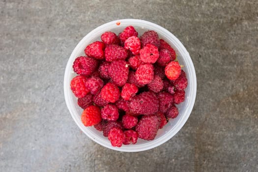 Red fresh raspberries lie in a round plastic bucket on a gray cement background.
