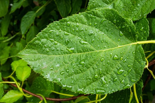 Large green leaf close-up with water drops. Leaf on Schisandra sinensis vine.