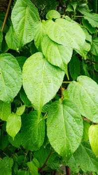 Fresh green leaves of Schisandra chinensis covered with drops of water after rain. Spring leaves.