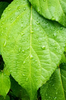 Vertical close-up photo of Schisandra sinensis leaf with water drops. Spring leaves.