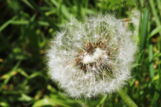 Beautiful dandelion. White dandelion flowers in green grass. An insect sitting on a dandelion.