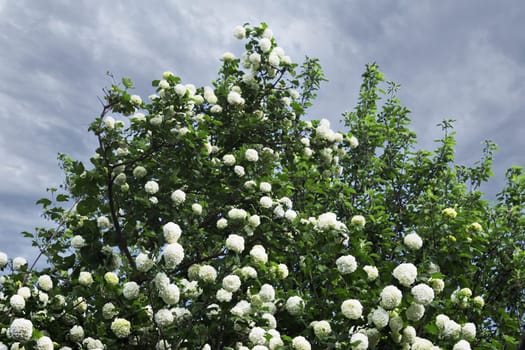 A beautiful blooming tree with green leaves and white flowers against a cloudy sky.