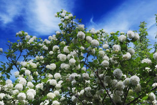 Round, white, beautiful flowers on a tree against a blue sky.