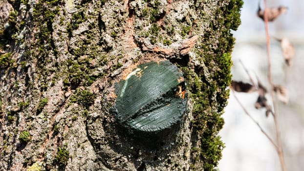 Fragment of an old tree with a cut down branch close-up.