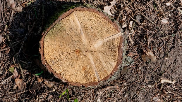 Close-up top view of a felled tree. Type of stump.