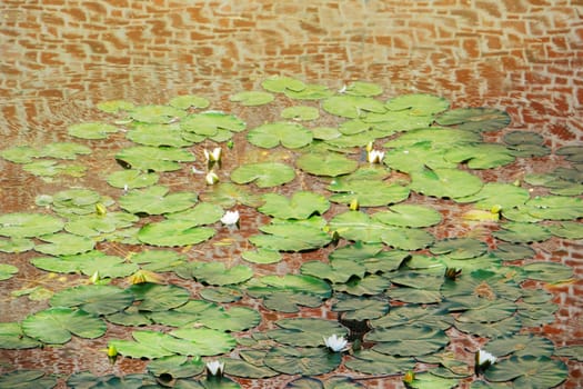 Water lilies in a pond with an antique brick wall reflected in the water.