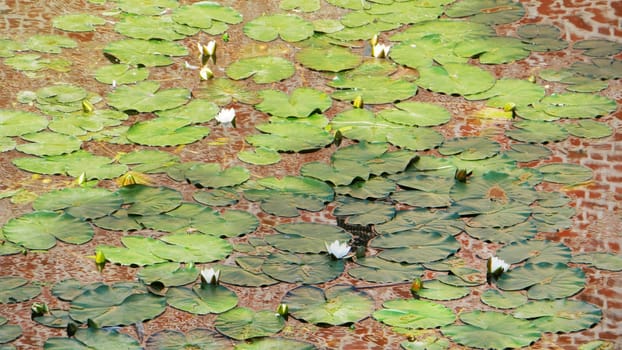 Water lilies in a pond with an antique brick brown wall reflected in the water.