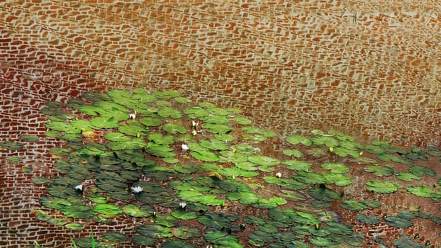 Water lilies in a pond with an antique brick wall reflected in the water.
