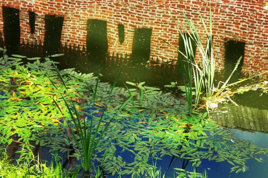 View of a river with green vegetation and floating leaves with the reflection of a fortress wall in the water.