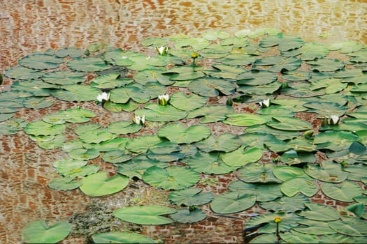 Water lilies in a pond with an antique brick red wall reflected in the water.