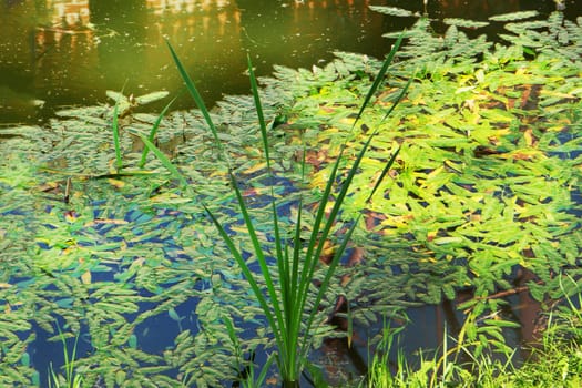 View of a river with green vegetation and floating leaves with the reflection of a brick wall in the water.
