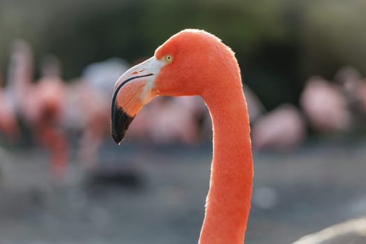 A flamingo is standing in front of a group of other flamingos. The flamingo is the main focus of the image, and it is the most prominent and colorful bird in the scene
