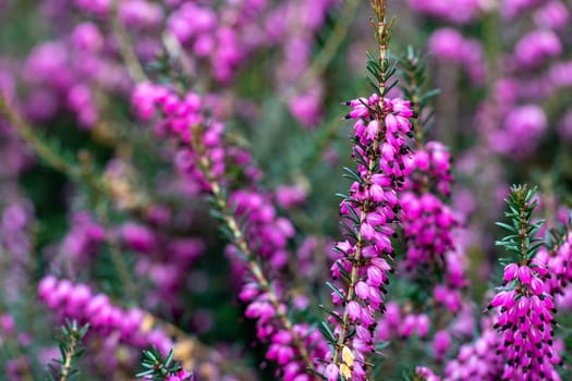 A bunch of purple flowers with green leaves. Vibrant Pink Heather Flowers in Full Bloom