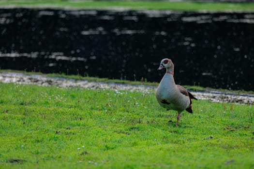 A goose is standing in a grassy field. The duck is brown and white. The grass is green and the sky is blue