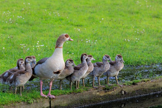 A mother goose leads her goslings along the water edge.