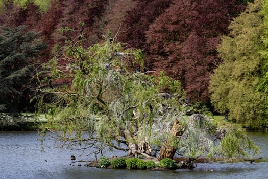 A tree is sitting on a small island in a pond. The tree is bare and has no leaves. The pond is surrounded by trees, and the water is calm. The scene has a peaceful and serene atmosphere