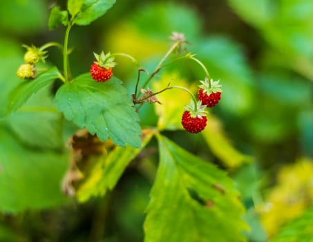 Shot of the wild strawberries in the forest.