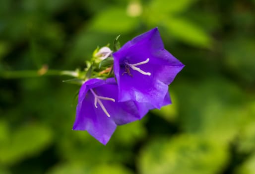 Shot of the bells flowers in forest.