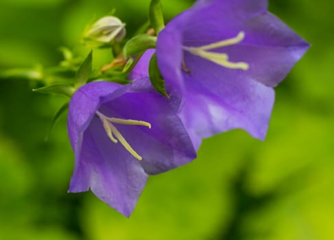 Shot of the bells flowers in forest.