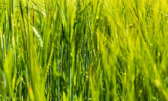Shot of the barley crops.