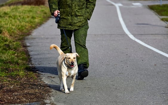 A Golden Labrador Retriever is out for a walk on a paved path in a park, guided by an owner clad in green military-style attire. The dog looks happy and energetic, wagging its tail as it strolls alongside, with other park-goers in the background.