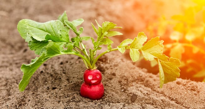 Close-up of a single red radish growing in the soil of a greenhouse.