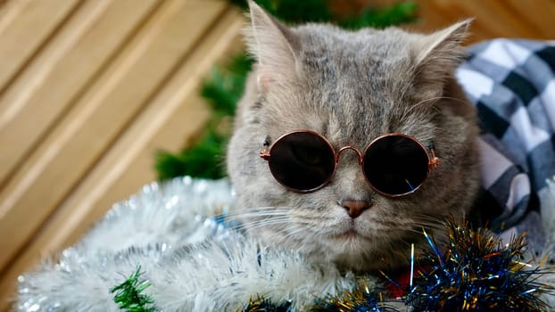 Scottish straight cat celebrates holiday eve Happy New Year 2025 and Merry Christmas. Pet in sunglasses is looking at the camera.
