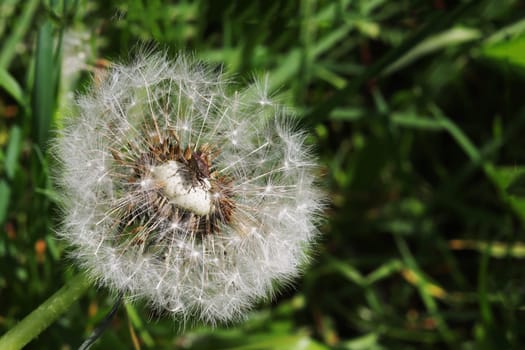 Macro photo of a white dandelion bud and an insect, a bug, sitting on it. Dandelion in the grass.