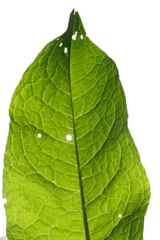 Green leaf closeup on a white isolated background.