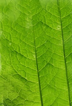 Texture of a living green leaf close-up, backlit. The surface of a green leaf close-up, texture and pattern of a living leaf.