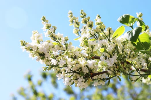 White flowers of a blooming apple tree close-up against a background of a bright blue sky.