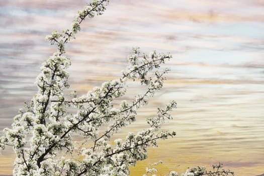 The top of a blooming apple tree against the background of a cloudy, gloomy sky.