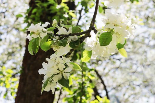 Glowing apple tree, close-up branch.