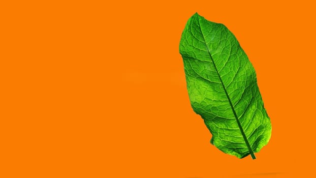 ..Large, green, fresh leaf on an orange isolated background. Banner for advertising.