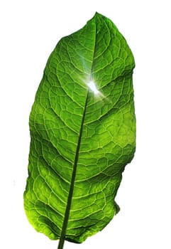 A beautiful, fresh, green leaf shines through with backlight on a white background. Glowing living leaf.