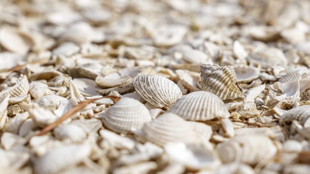 A close-up of the sandy beach with scattered seashells, creating a picturesque shoreline. The intricate patterns of the seashells against the golden sand make it captivating.