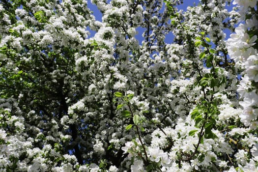 Blooming apple tree branches close up. Background from apple tree flowers.